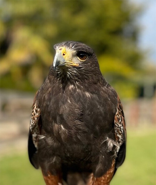 PHOENIX MALE HARRIS HAWK (1 YEAR)