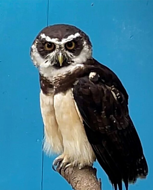 SODA MALE SPECTACLED OWL (1 YEAR)