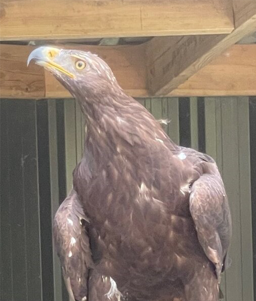 TOSCA FEMALE GOLDEN X STEPPE EAGLE (1 YEAR)