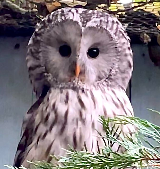 OPAL FEMALE URAL OWL (1 YEAR)