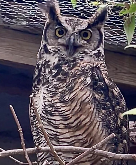 ROCKIE MALE GREAT HORNED OWL (1 YEAR)
