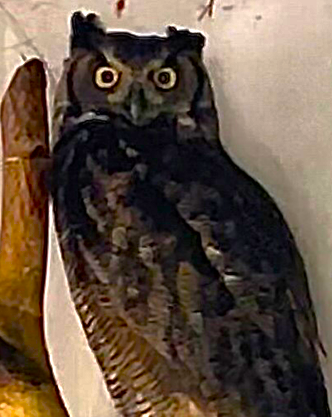SCOTIA FEMALE GREAT HORNED OWL (1 YEAR)