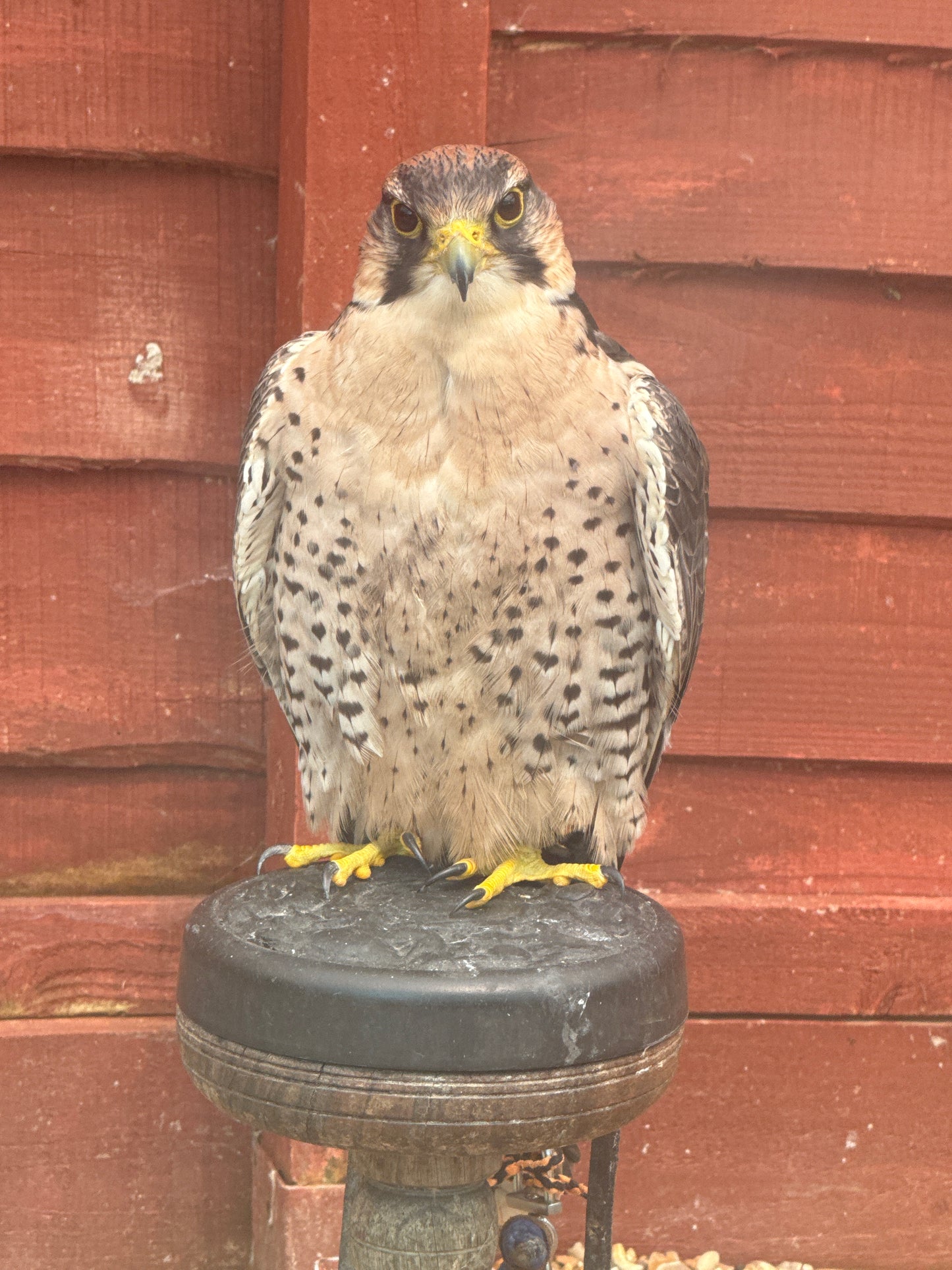 PEARL FEMALE LANNER FALCON (1 YEAR)