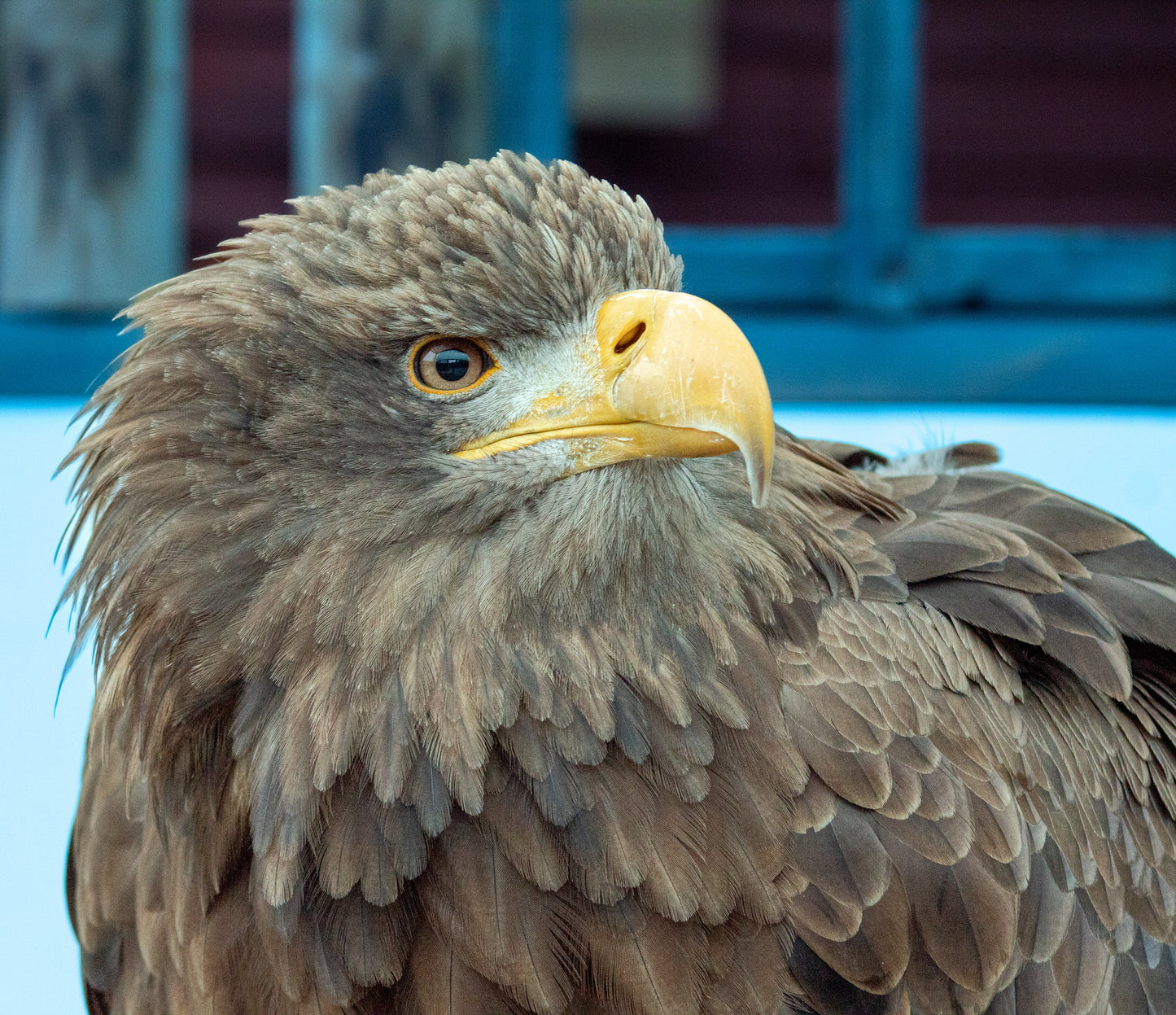 KALI FEMALE WHITE TAIL SEA EAGLE (1 YEAR)