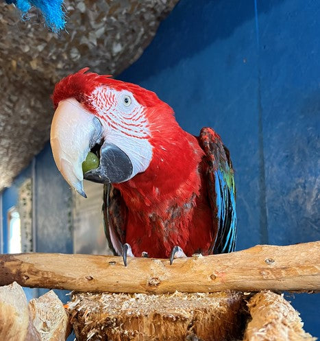 POUGIE FEMALE GREEN WINGED MACAW (1 YEAR)