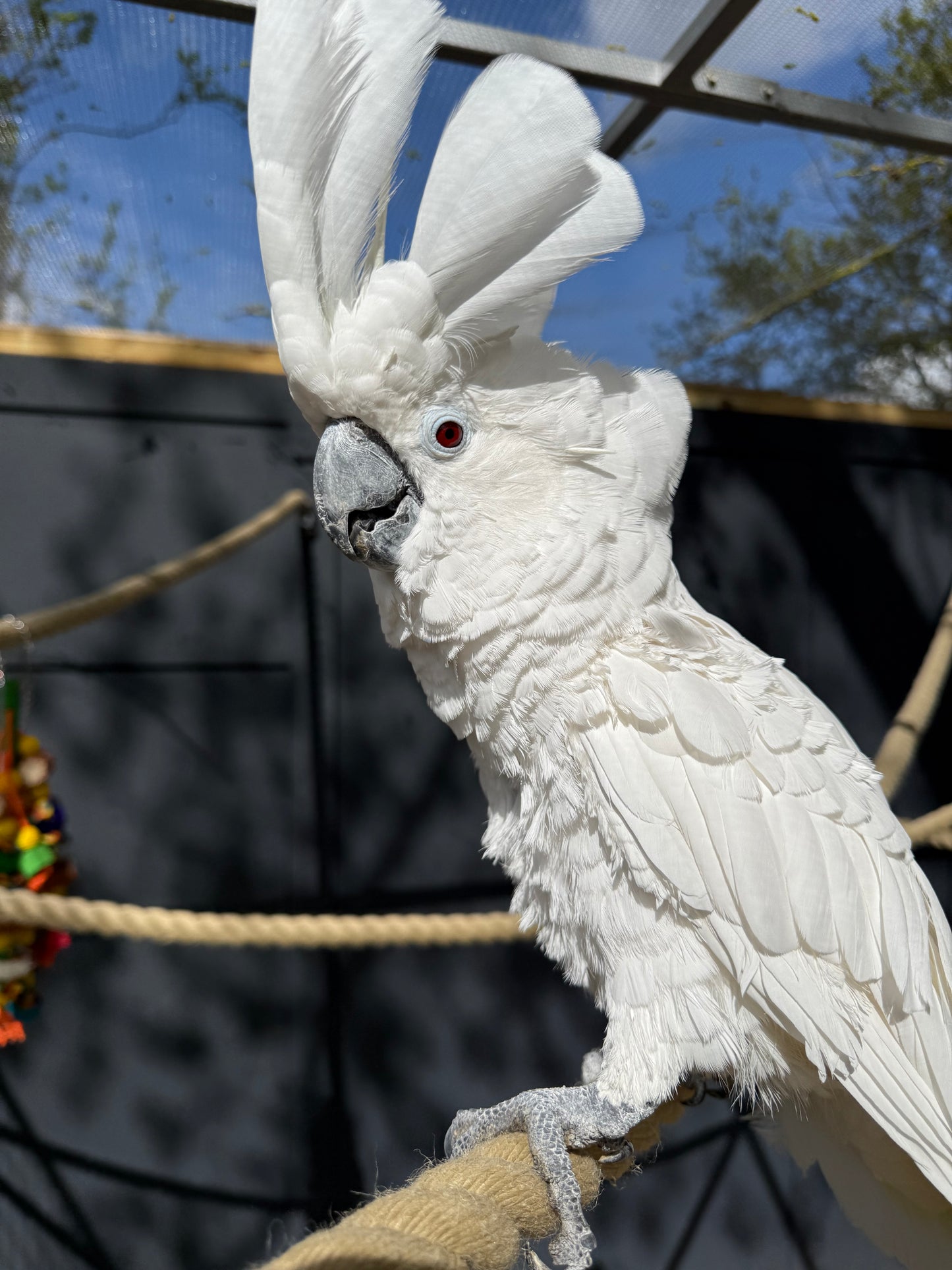 LULU FEMALE UMBRELLA COCKATOO, WHITE COCKATOO (1 YEAR)