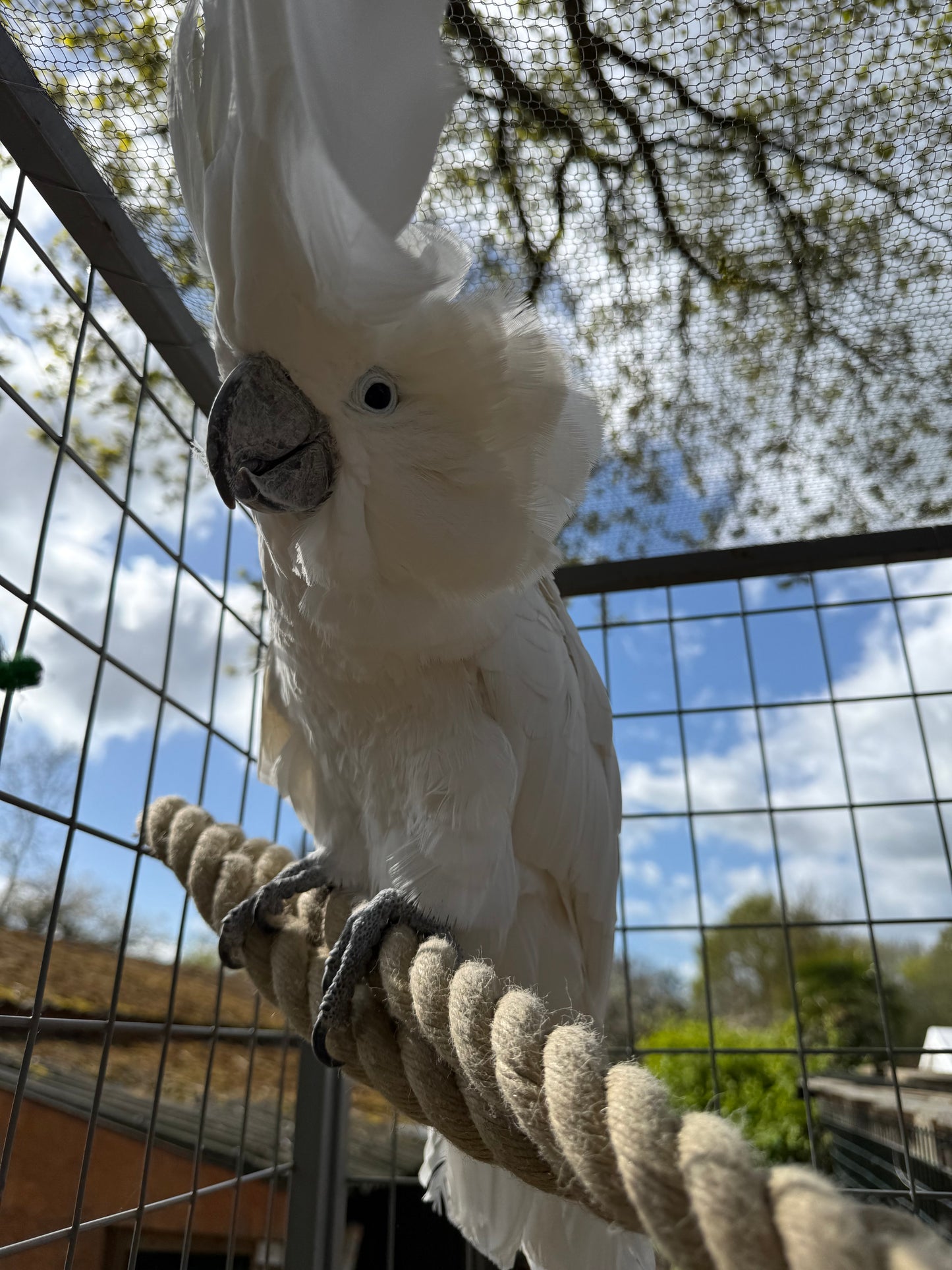 CHARLIE MALE UMBRELLA COCKATOO, WHITE COCKATOO (1 YEAR)