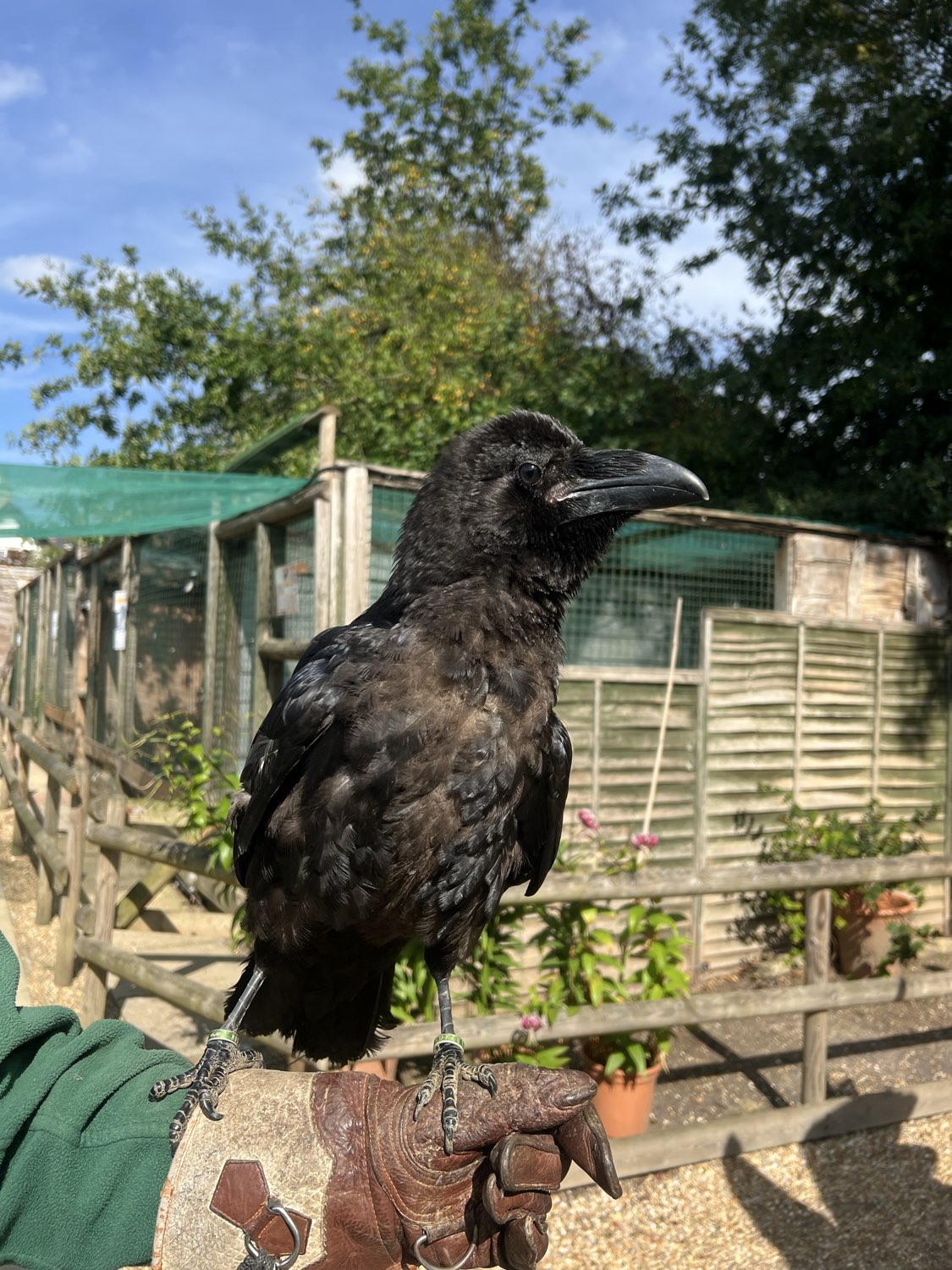 Name our Raven