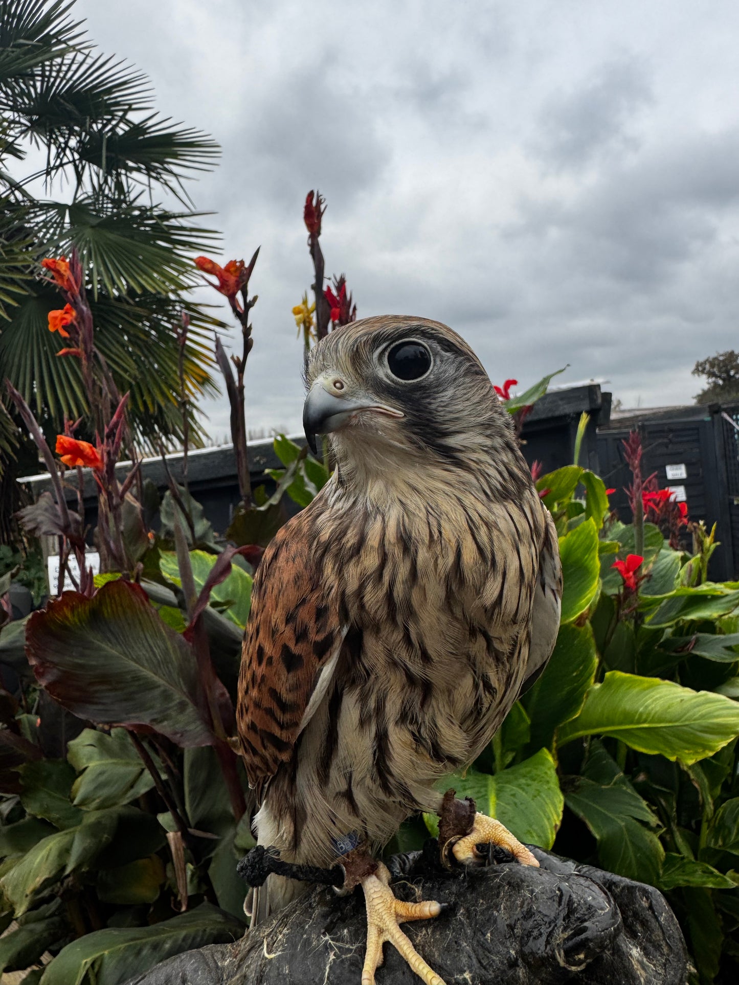 BOLT MALE COMMON KESTREL, EURASIAN KESTREL, KESTREL (1 YEAR)