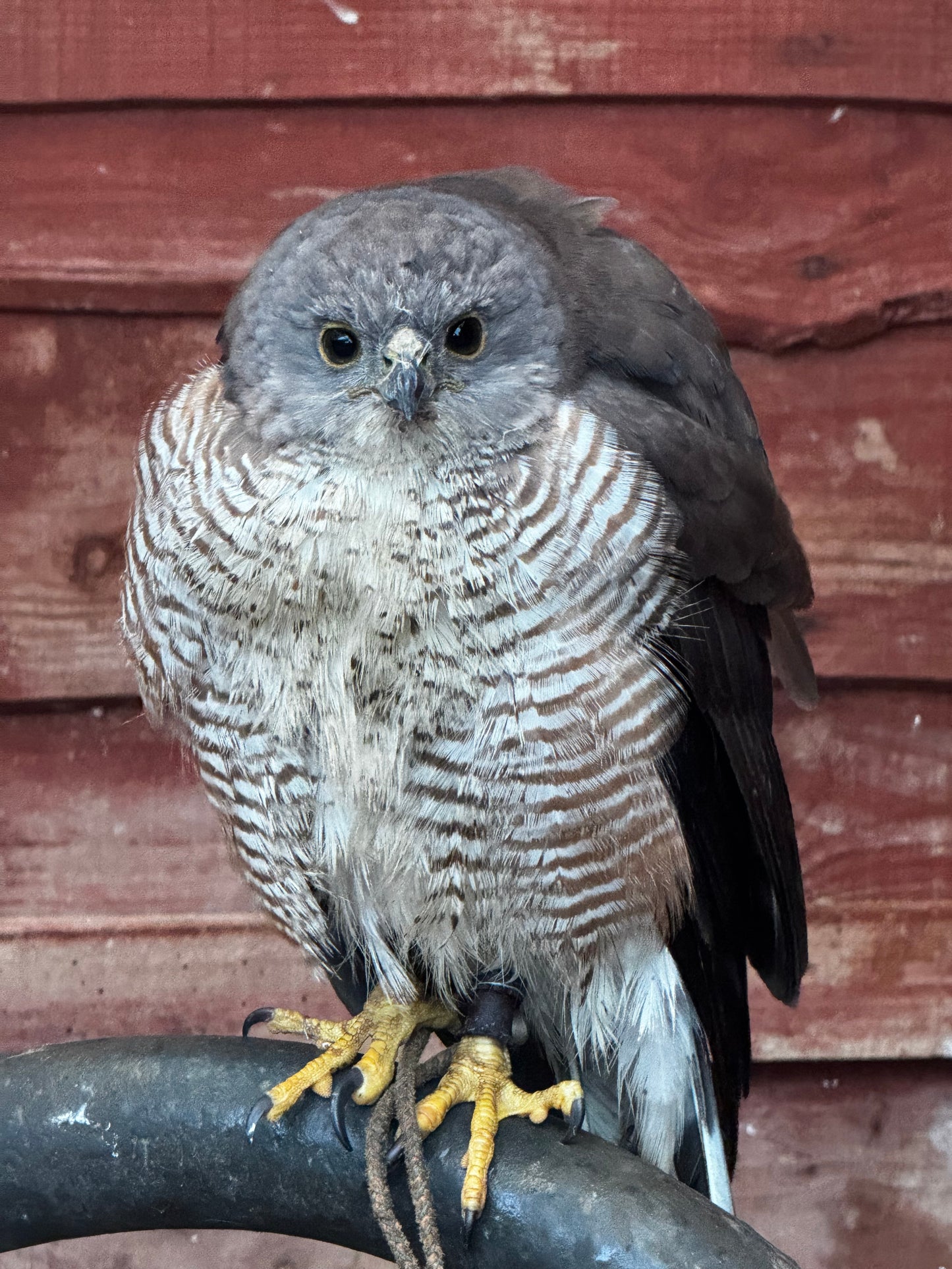 PHANTOM FEMALE AFRICAN GOSHAWK (1 YEAR)