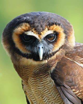 TIA FEMALE ASIAN WOOD OWL (1 YEAR)