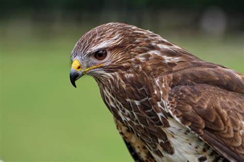 HECTOR MALE COMMON BUZZARD (1 YEAR)