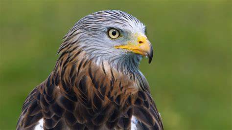 HARLEY FEMALE RED KITE (1 YEAR)