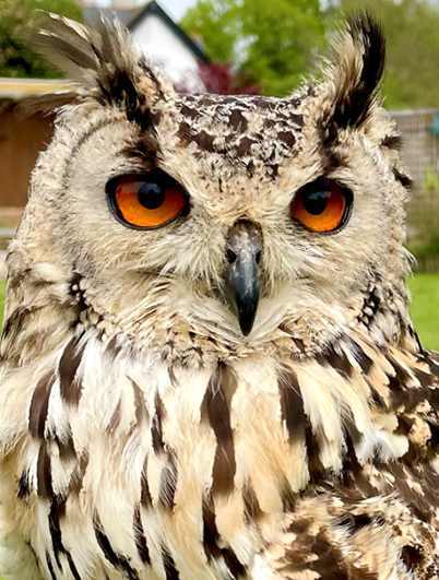 Owls