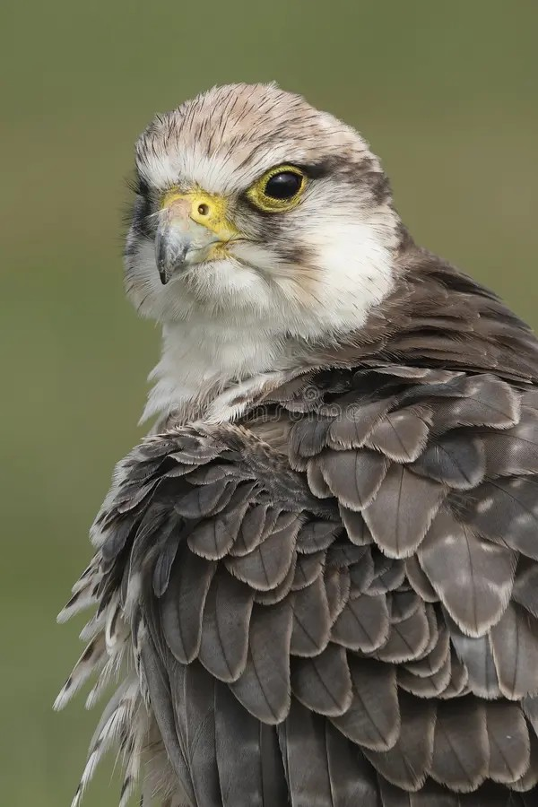 Falcons