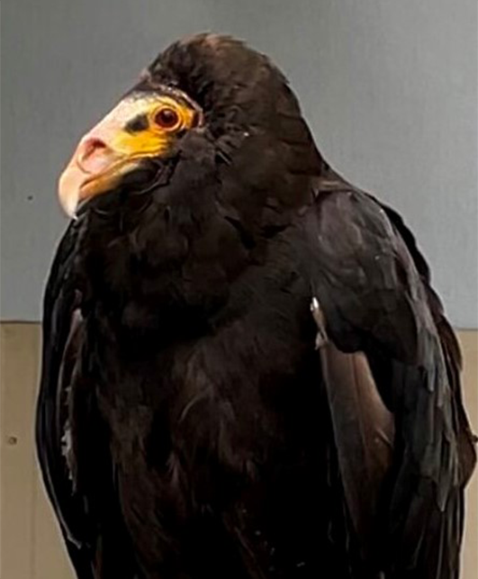 Vultures