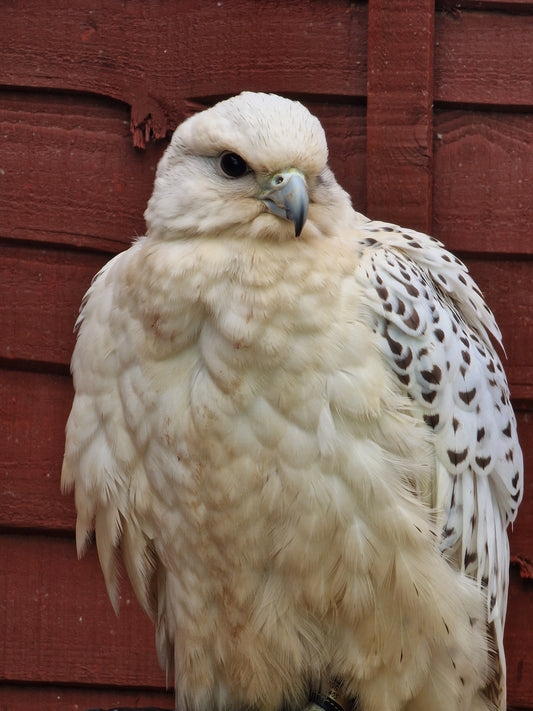 KALI FEMALE GYR X SAKER FALCON  (1 YEAR)