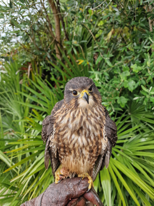 THOMAS MALE NEW ZEALAND FALCON (1 YEAR)