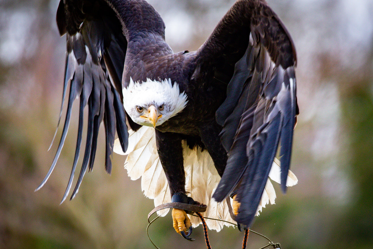 Huxley's Birds of Prey Centre, from Huxley's Birds of Prey Centre and Garden