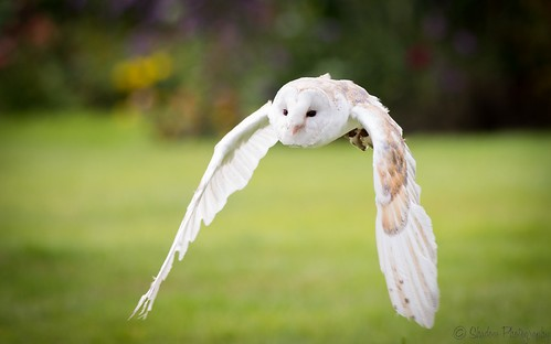 LOTUS FEMALE BARN OWL (1 YEAR)