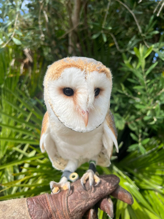 Name our Barn Owl