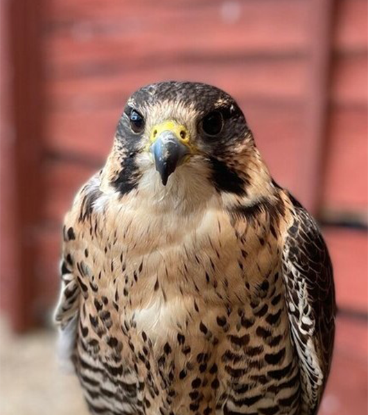 TEAGAN FEMALE PERE X SAKER FALCON (1 YEAR)
