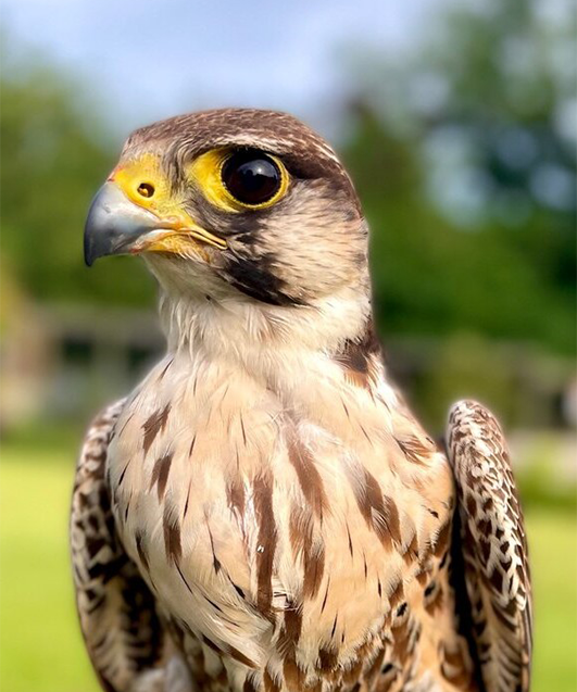STITCH MALE PEREGRINE X LANNER FALCON (1 YEAR)