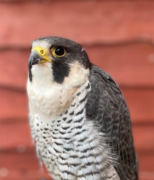 HADES MALE PEREGRINE FALCON (1 YEAR)