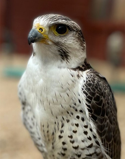 OTIS MALE PEREGRINE X SAKER FALCON (1 YEAR)