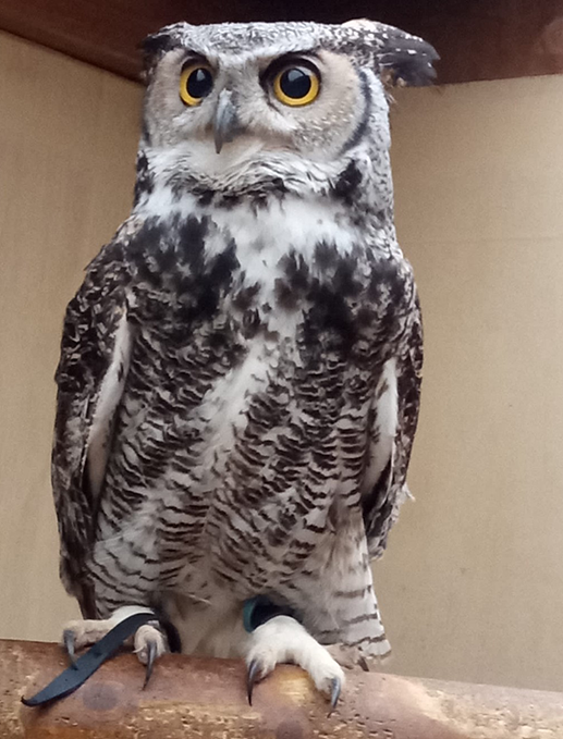 JASPER MALE GREAT HORNED OWL (1 YEAR)
