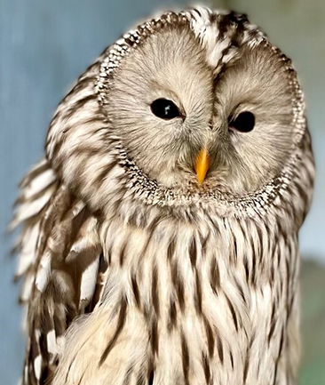 QUARTZ MALE URAL OWL (1 YEAR)