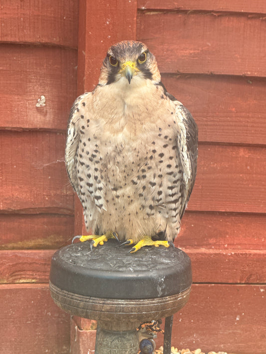 PEARL FEMALE LANNER FALCON (1 YEAR)