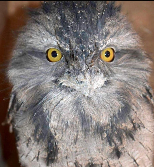 KERMIT MALE TAWNY FROGMOUTH (1 YEAR)