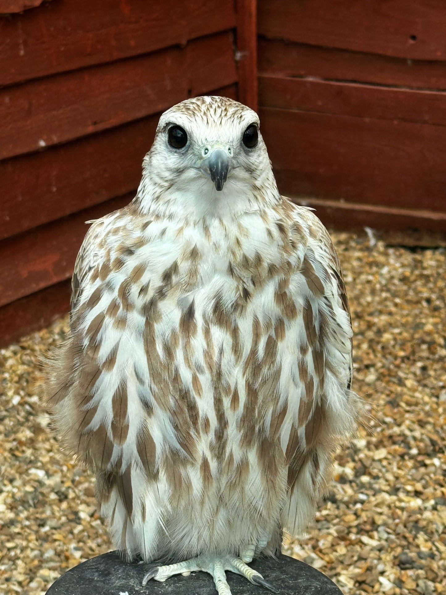 SCOUT MALE SAKER FALCON (1 YEAR)