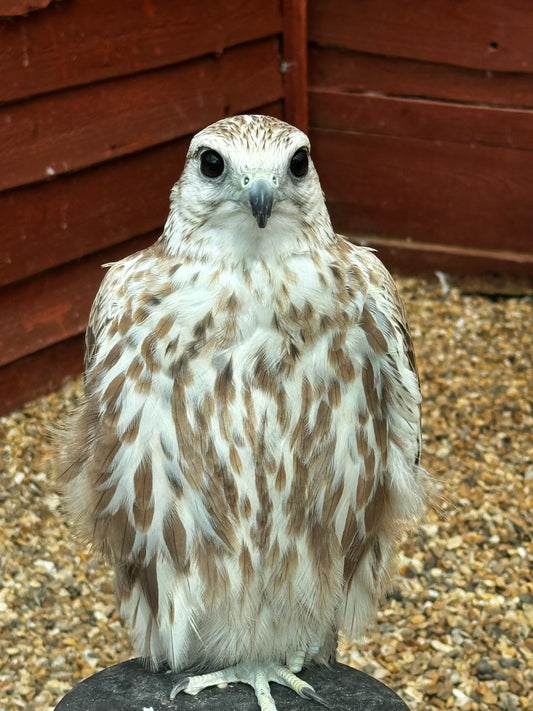 SCOUT MALE SAKER FALCON (1 YEAR)