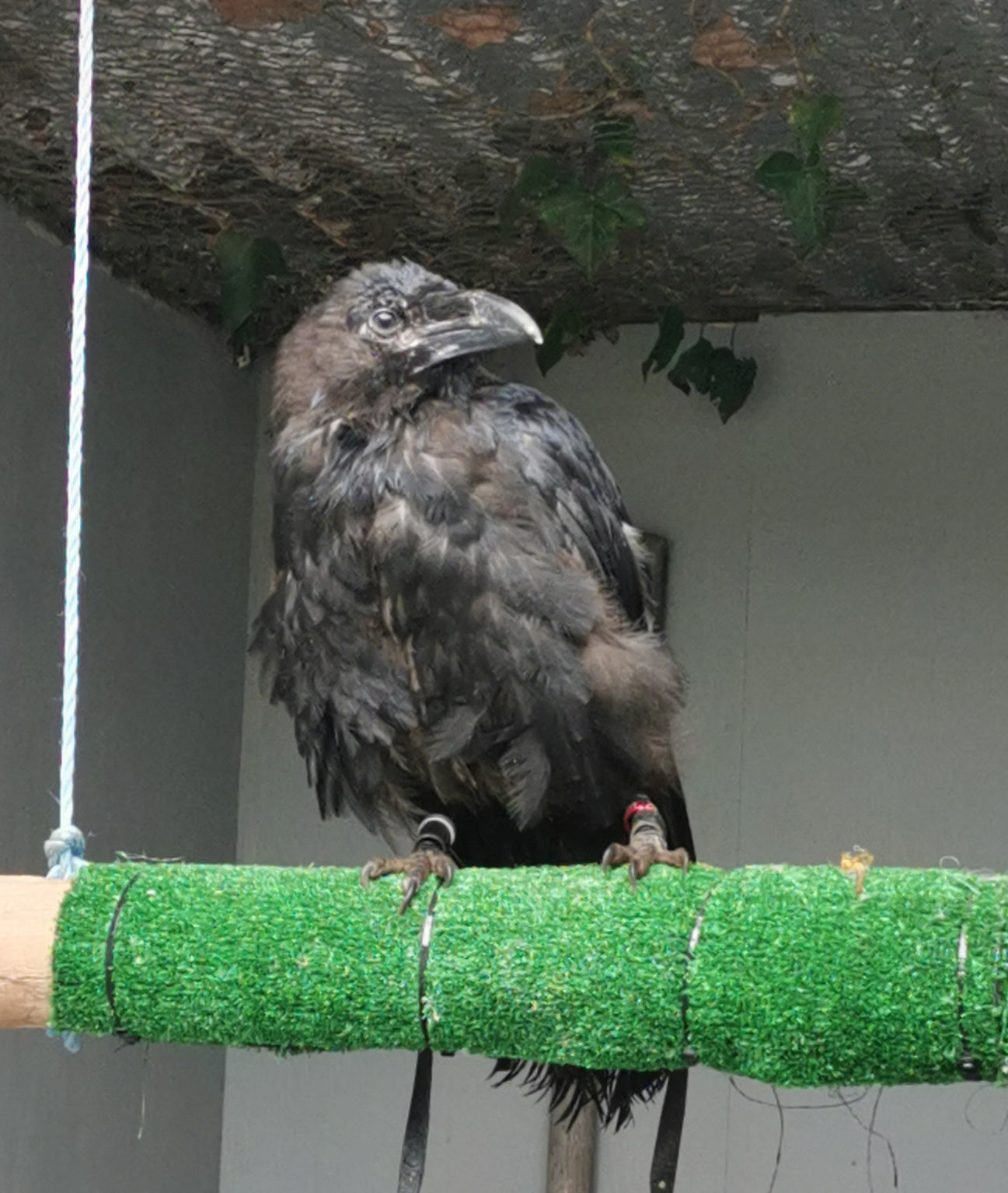 LUCIFER - RAVEN (1 YEAR)