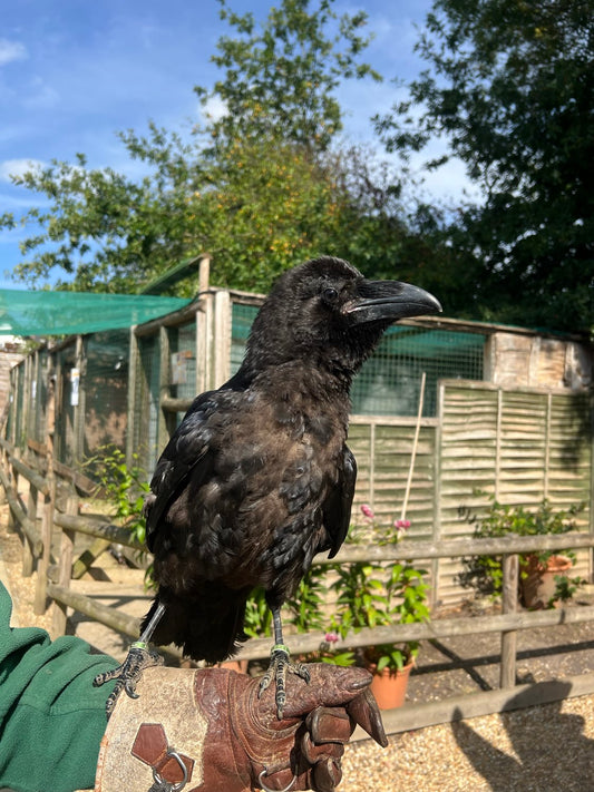Name our Raven
