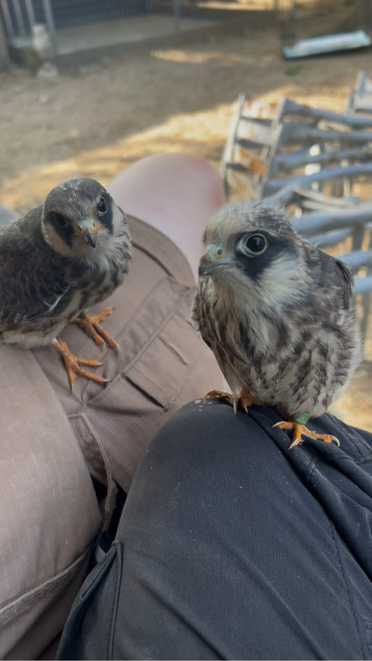 Name our Red Footed Falcon Babies