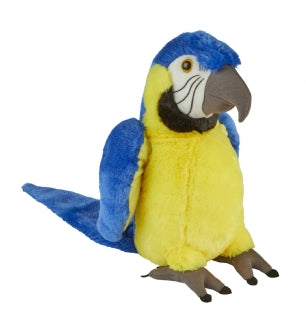 Blue and Gold Macaw 30cm - DONATION