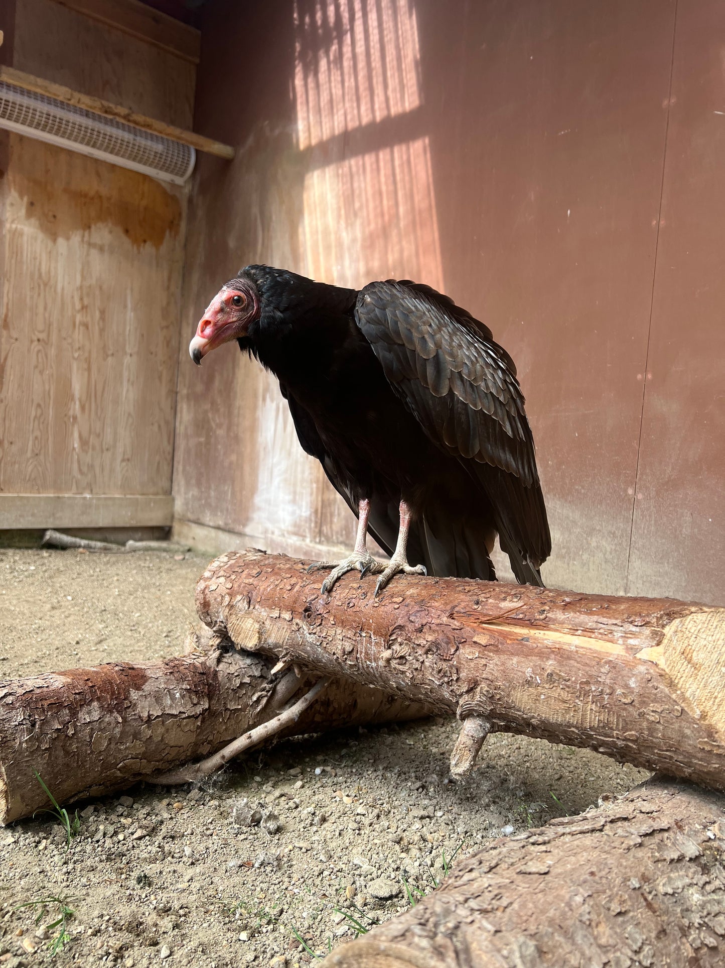 HERB MALE TURKEY VULTURE (1 YEAR)