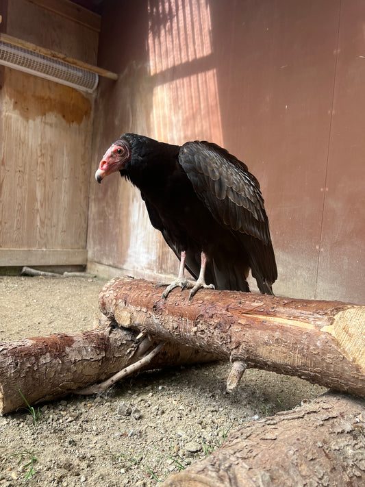 HERB MALE TURKEY VULTURE (1 YEAR)