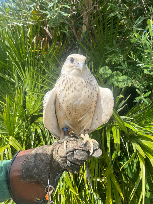 ATLANTA MALE GYRFALCON (1 YEAR)