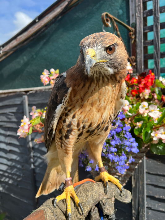 VIKTOR MALE RED-TAIL HAWK (1 YEAR)