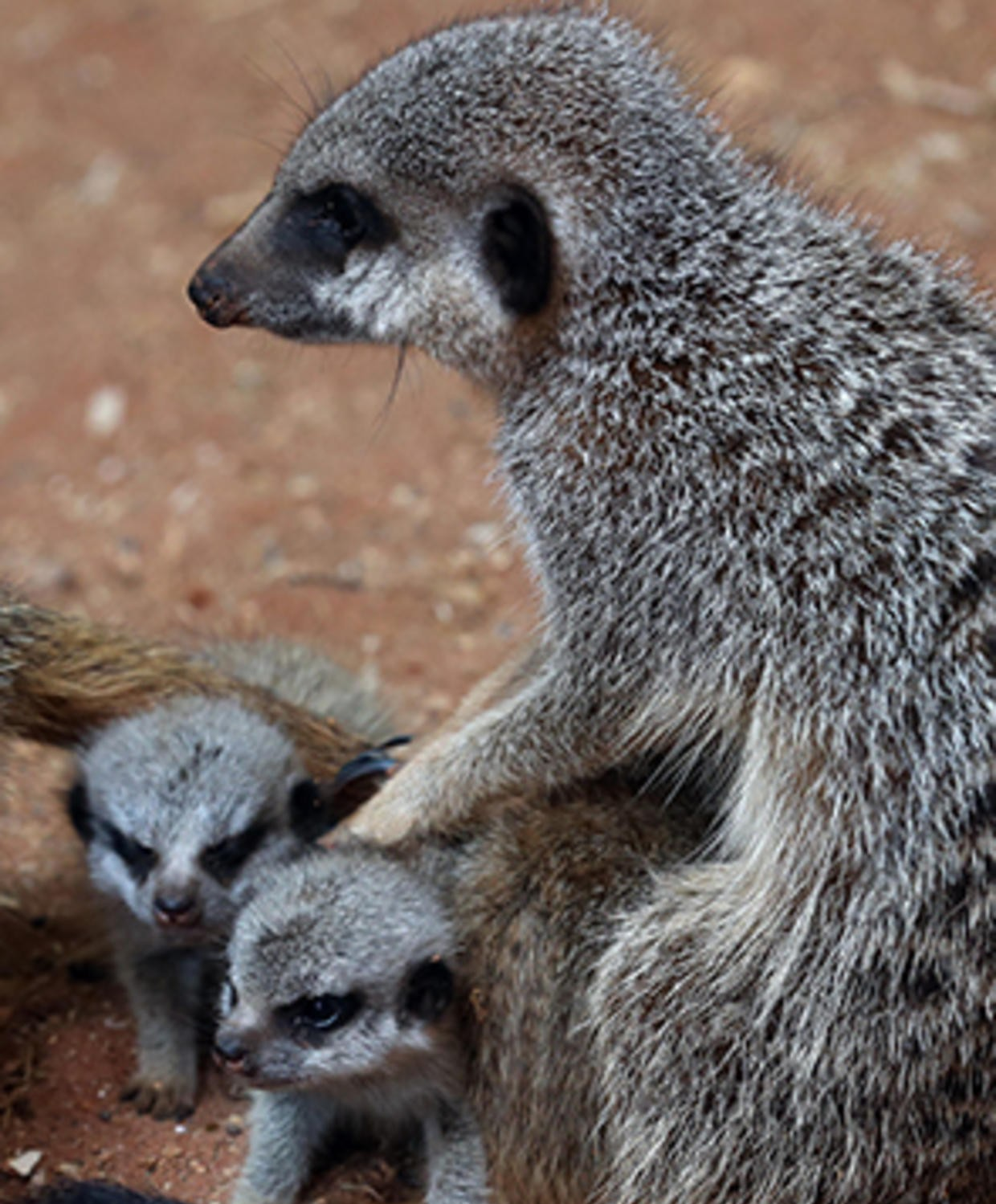 Meerkat Family Sponsorship