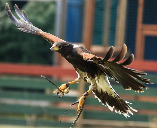 ODIN MALE HARRIS HAWK (1 YEAR)