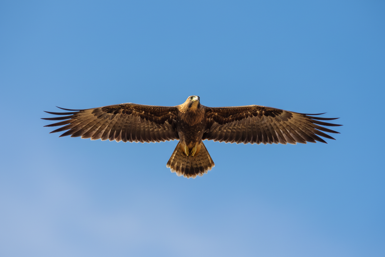 Wingspan image for wingspan adoption pack for animal adoption at my bird of prey centre